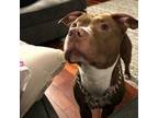 Adopt Draco a Pit Bull Terrier