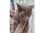 Adopt Wyatt a Domestic Medium Hair