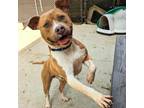 Adopt Rupert a American Staffordshire Terrier