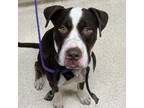 Adopt Trout a American Staffordshire Terrier