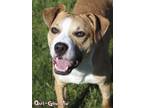 Adopt Qui-Gon Jin a Pit Bull Terrier, Mixed Breed