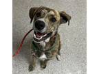 Adopt Bramble a Cattle Dog, Mixed Breed