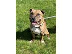 Adopt Twix a Pit Bull Terrier, Mixed Breed