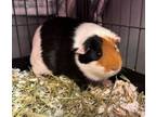 Adopt Evin a Guinea Pig