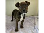 Adopt Jelly a Mixed Breed