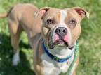 Adopt JETT a Pit Bull Terrier