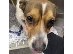 Adopt Blake-RTO a Dachshund, Beagle