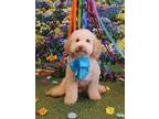 Adopt Henry a Havanese, Poodle