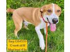 Adopt Banjo a Hound