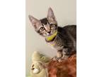 Adopt Spike a Abyssinian, Domestic Short Hair