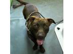 Adopt Hershey a American Staffordshire Terrier, Mixed Breed