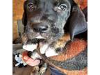 Great Dane Puppy for sale in Penrose, CO, USA
