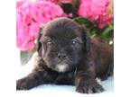 Cavapoo Puppy for sale in Roanoke, IL, USA