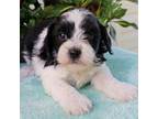 Cavapoo Puppy for sale in Roanoke, IL, USA