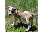 Adopt Ocracoke a Pit Bull Terrier