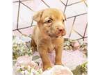 Adopt Mercury a Labrador Retriever