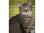 Adopt Fifty Cent a Domestic Short Hair
