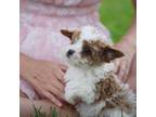 Mutt Puppy for sale in Rock Island, TN, USA