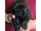 Shih Tzu Puppy for sale in Salisbury, NC, USA