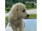 Golden Retriever Puppy for sale in Bristol, TN, USA
