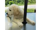 Golden Retriever Puppy for sale in Bristol, TN, USA