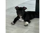 Staffordshire Bull Terrier Puppy for sale in West Palm Beach, FL, USA