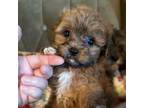 Mutt Puppy for sale in Phoenix, AZ, USA