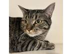 Adopt Jakey a Domestic Short Hair