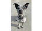 Adopt Ziggie a Cattle Dog, Mixed Breed