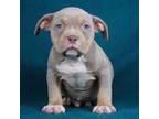 Mutt Puppy for sale in Orangeburg, SC, USA