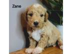 Zane - miniature goldendoodle