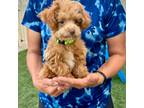 Poodle (Toy) Puppy for sale in Centreville, MI, USA