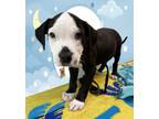 Adopt Onyx a Boston Terrier, Beagle