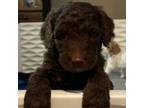 Goldendoodle Puppy for sale in Kinston, NC, USA