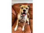 Adopt Smiley a Pit Bull Terrier