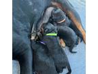 Rottweiler Puppy for sale in Elizabeth City, NC, USA