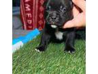 Mutt Puppy for sale in Farmville, VA, USA