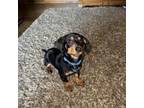 Dachshund Puppy for sale in Anderson, SC, USA