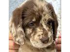 Mini Whoodle (Wheaten Terrier/Miniature Poodle) Puppy for sale in Daphne, AL, USA