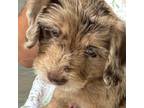 Labradoodle Puppy for sale in Daphne, AL, USA