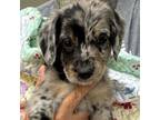 Labradoodle Puppy for sale in Daphne, AL, USA