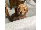 Goldendoodle Puppy for sale in Denham Springs, LA, USA