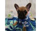 French Bulldog Puppy for sale in Queen Creek, AZ, USA