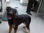Adopt ROSCO a German Shepherd Dog, Mixed Breed