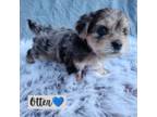 Yorkshire Terrier Puppy for sale in Trinity, NC, USA