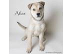 Adopt Atlas a Shepherd, Mixed Breed