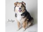 Adopt Judge a Australian Shepherd, Mixed Breed