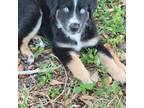 Australian Shepherd Puppy for sale in Lakeland, FL, USA