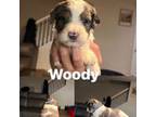 Mutt Puppy for sale in Moreno Valley, CA, USA