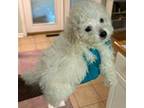 Poodle (Toy) Puppy for sale in Tallahassee, FL, USA